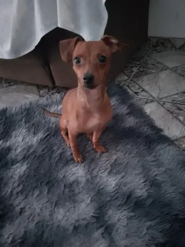 Cachorro pinscher a venda 