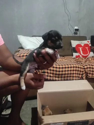 Vendo oportunidade basser lindos machos 