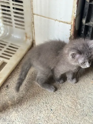 Gatos