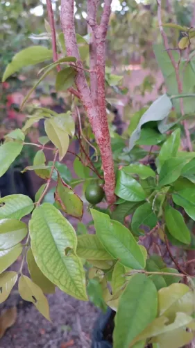 JABUTICABEIRA HIBRIDA SOMENTE 150, CADA! ESTÃO LINDAS ENTREGO