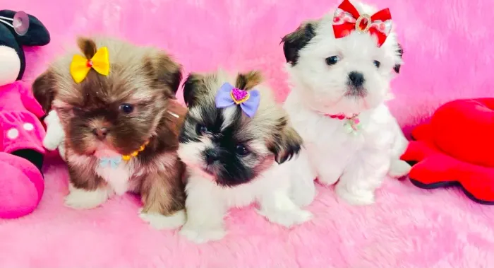 Fêmeas shih tzu perfeitas canil registrado e brindes
