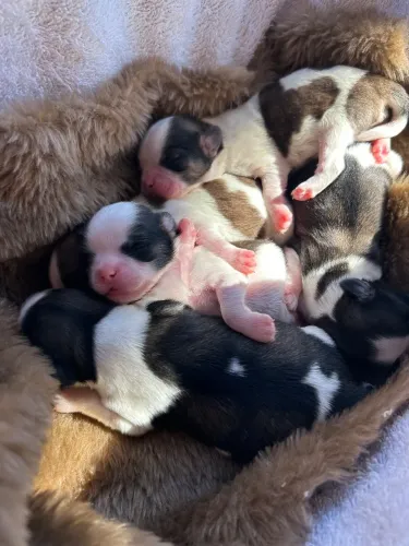 Filhotes shihtzu 