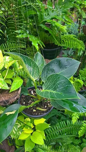 Mudas de Plantas: Philodendron 