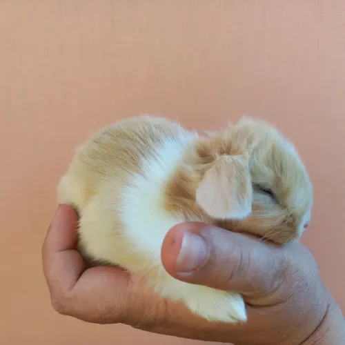 Mini Coelhos Mini Lop Uruguaio 