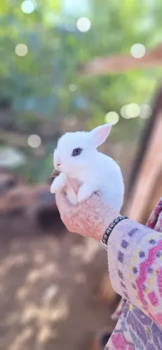 Coelhinhos anões 