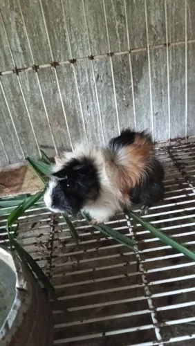 Porquinho da índia macho adulto 