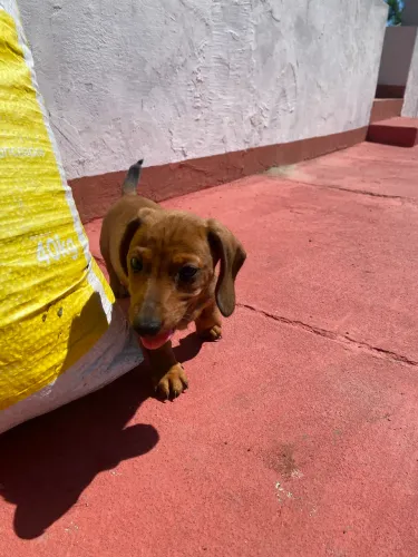 Filhotes de Sasicha com Pedigree