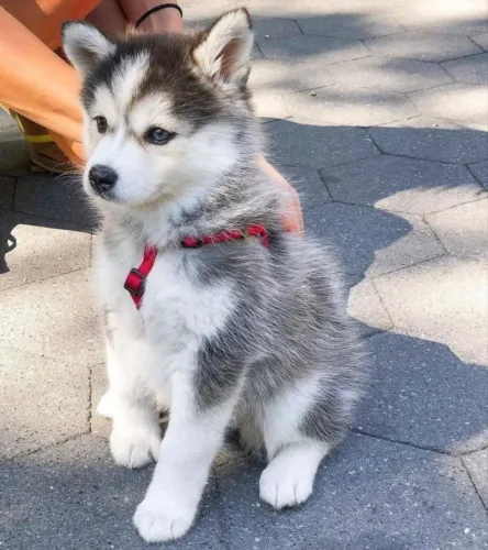 Husky siberiano  O Husky explorou uma área desconhecida com confiança.