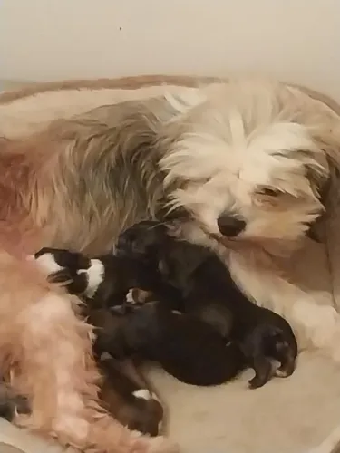 peludinhos voce encontra aqui , otimos para crianças