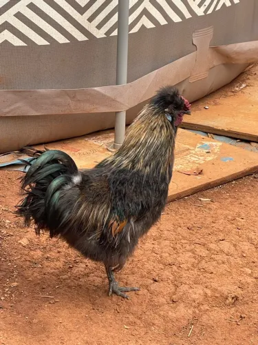 Galos sedosa à venda