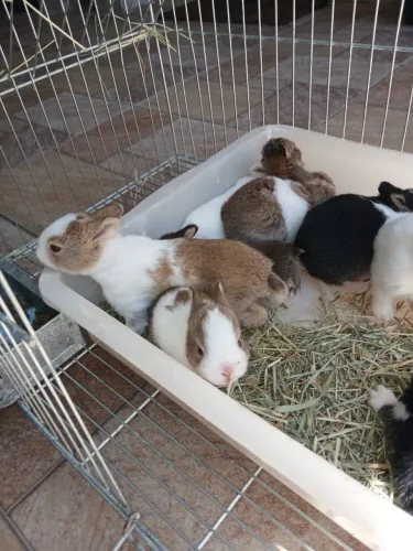 Coelhos