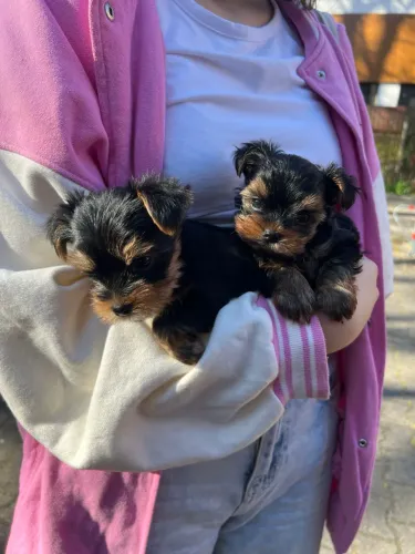 Babys de yorkshire bebês disponíveis filhotes 