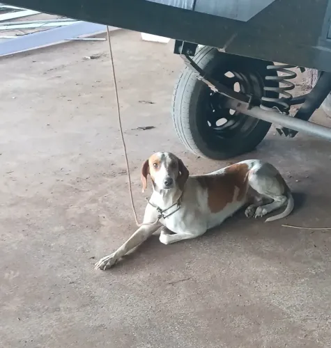cachorra