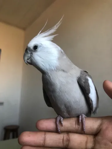 Gaiola 