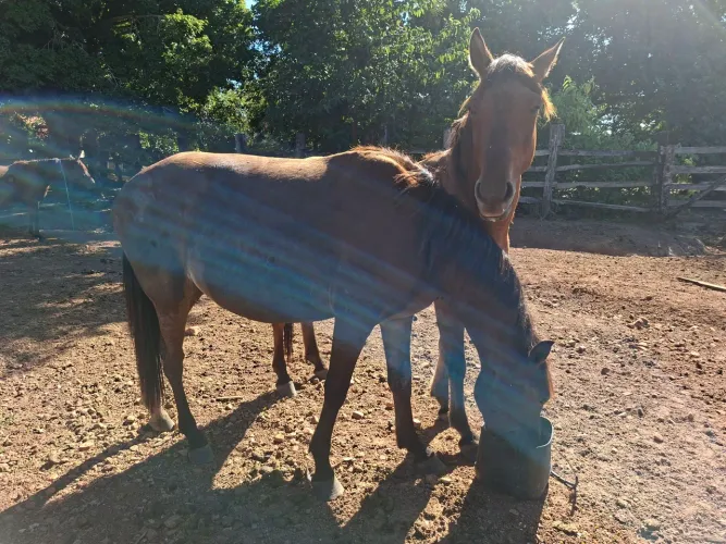 Cavalos!