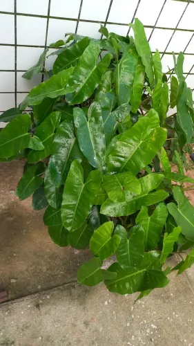 Planta bem cheia conhecida como cara de cavalo