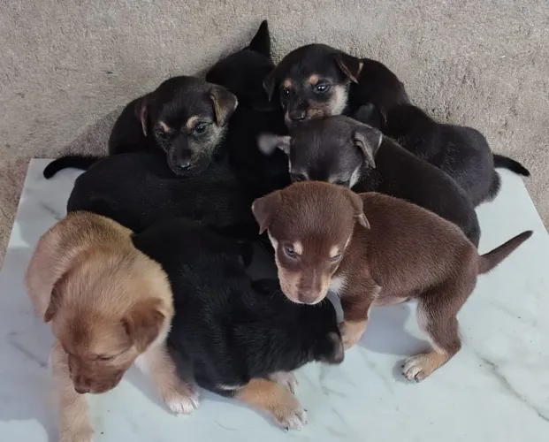 Vende-se cachorrinhos Akita misturado com vira lata