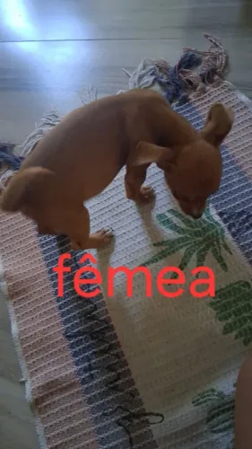 Vendo 2 pinscher fêmea N02