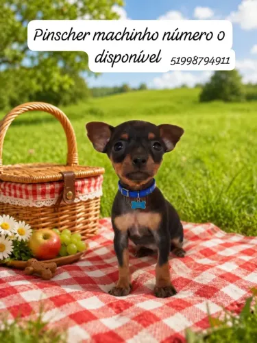 Pinscher número 0 1400 machinho