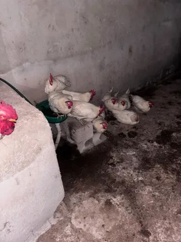 Lote Galinhas Poedeiras GLC em postura