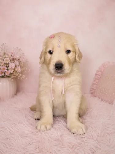 Golden Retriever 