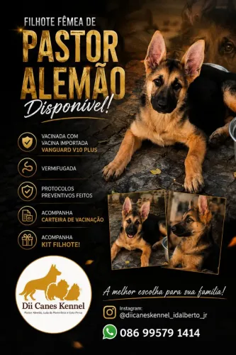 FILHOTE DE PASTOR ALEMÃO