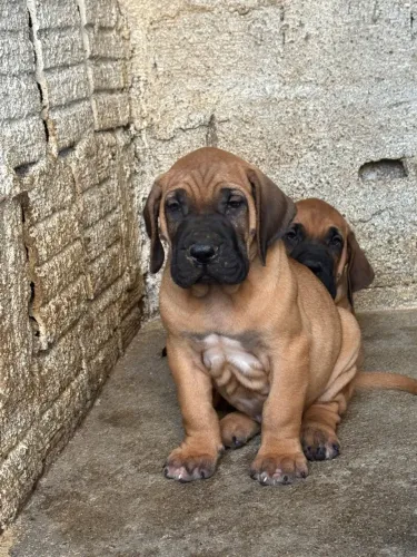 Filhotes de Fila Brasileiro