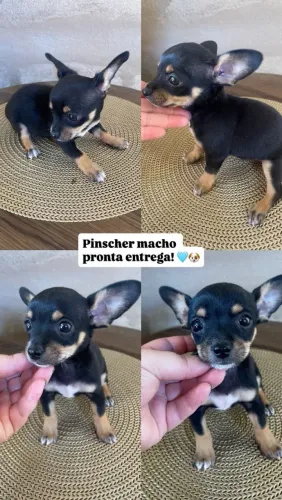 Vendo Pinscher macho n1