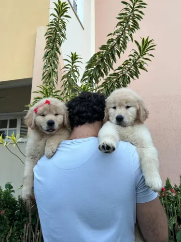 Golden Retriever filhote macho e fêmea disponível pronta entrega 