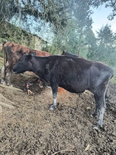 Vaca Jersolando 