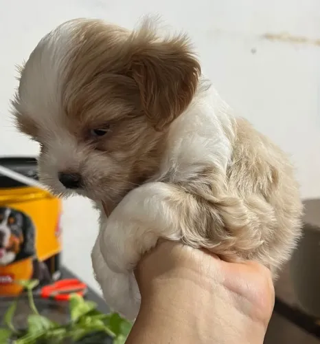 Lhasa apso fêmea
