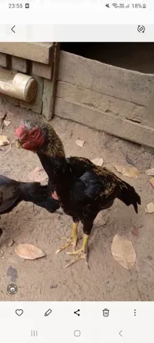 Vendo