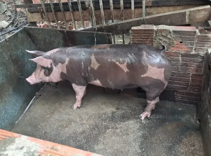Futura matriz suína pietran belga casco de burro