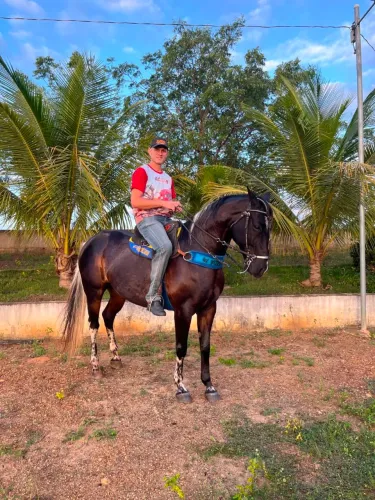 Cavalo Quarto de Milha