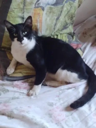Gatinho para Adoção