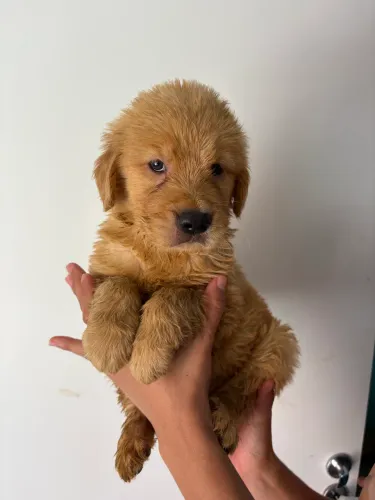Golden retriever Femea americano 