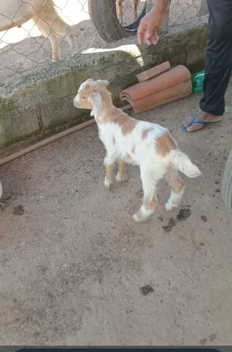 cabritinho