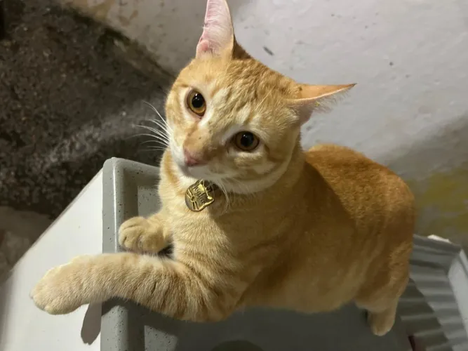 Gato macho para adoção