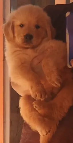 Filhote de Golden Retriever 