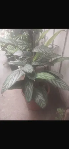 Diversas plantas