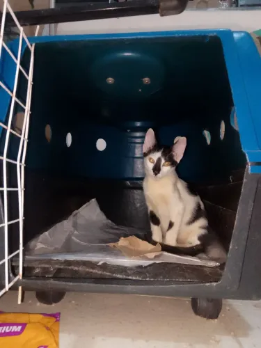 4 filhotes de gato para adoção machos