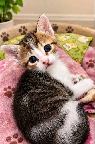 Filhotes de gato