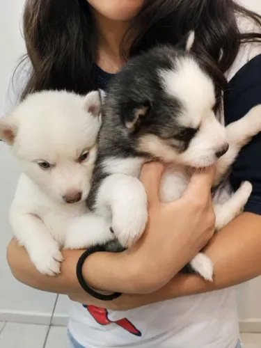 LINDOS OLHOS AZUIS HUSKY