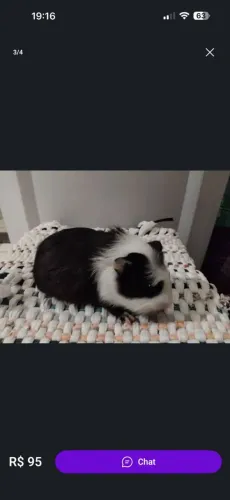 Porquinhos da índia