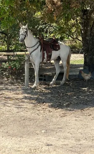 Cavalo Mangalarga