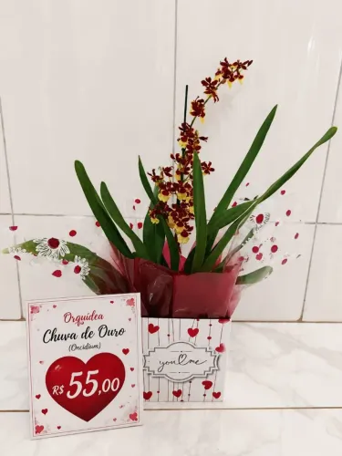 Orquídea phalaenopsis
