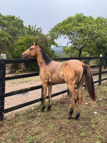 Potra Quarto de Milha 13 meses 