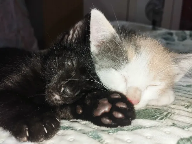 Gato pra adoção 