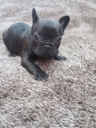 Bulldog francês com 60 dias vermifugado 