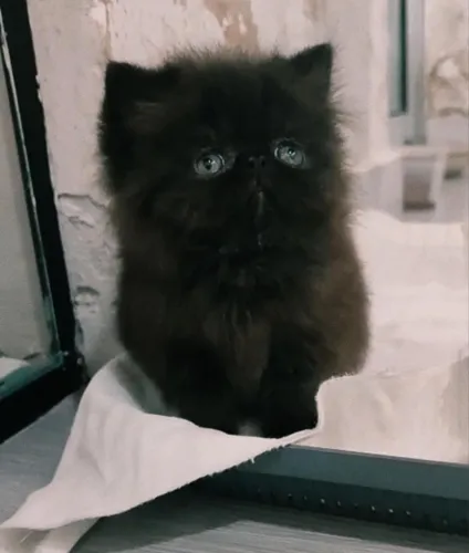 Gato persa